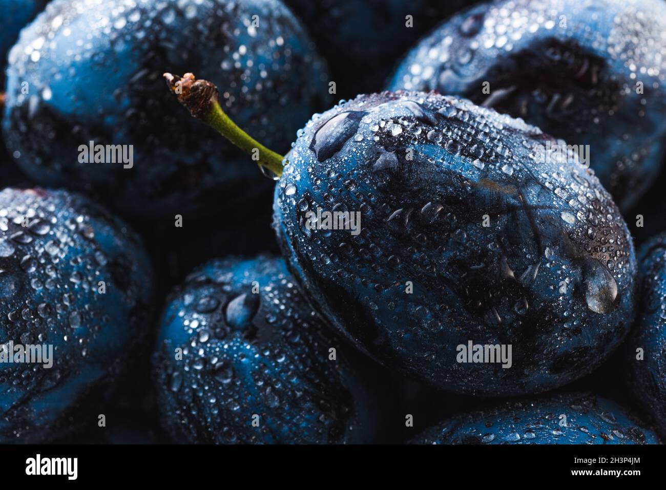 Nasse reife Pflaumen mit Wassertropfen bedeckt, Nahaufnahme Stockfoto