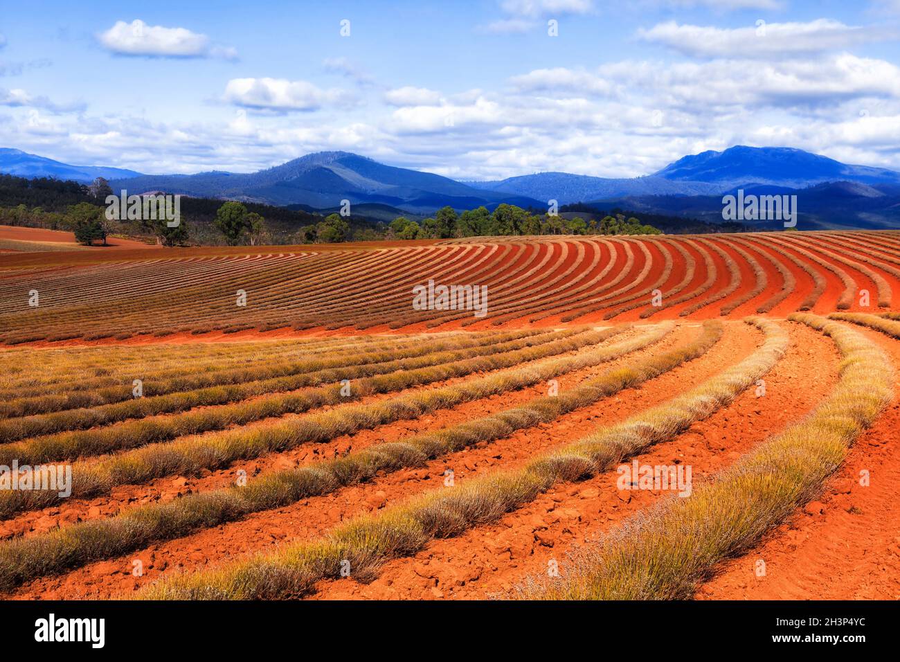 Roter Boden des australischen Outback auf der abgelegenen Lavendelfarm in Tasmanien - Lavendelsträucher und Blumen wachsen. Stockfoto