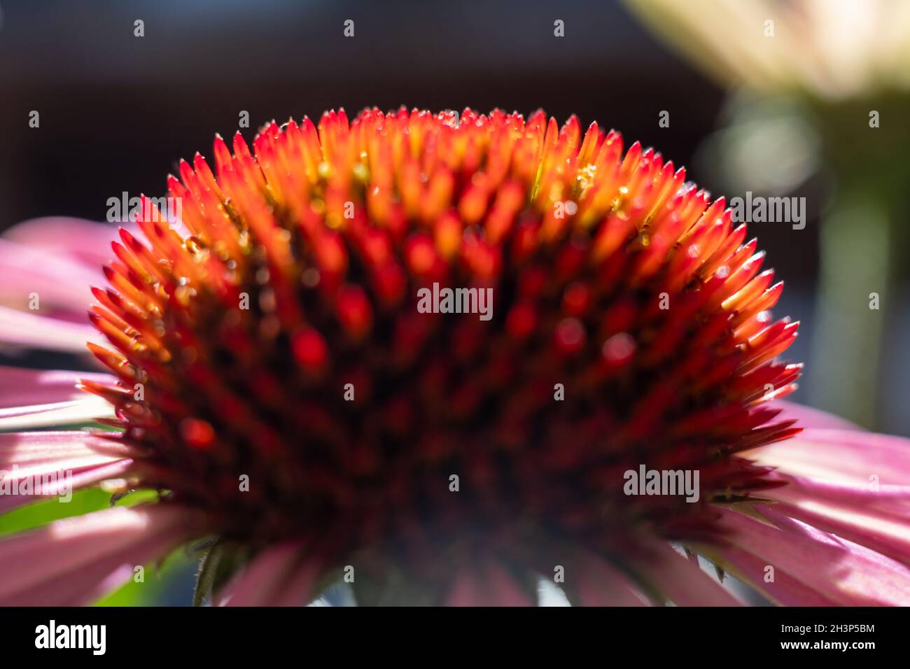 Nahaufnahme der purpurnen Kegelblume, Echinacea purea, die in einem Garten blüht Stockfoto