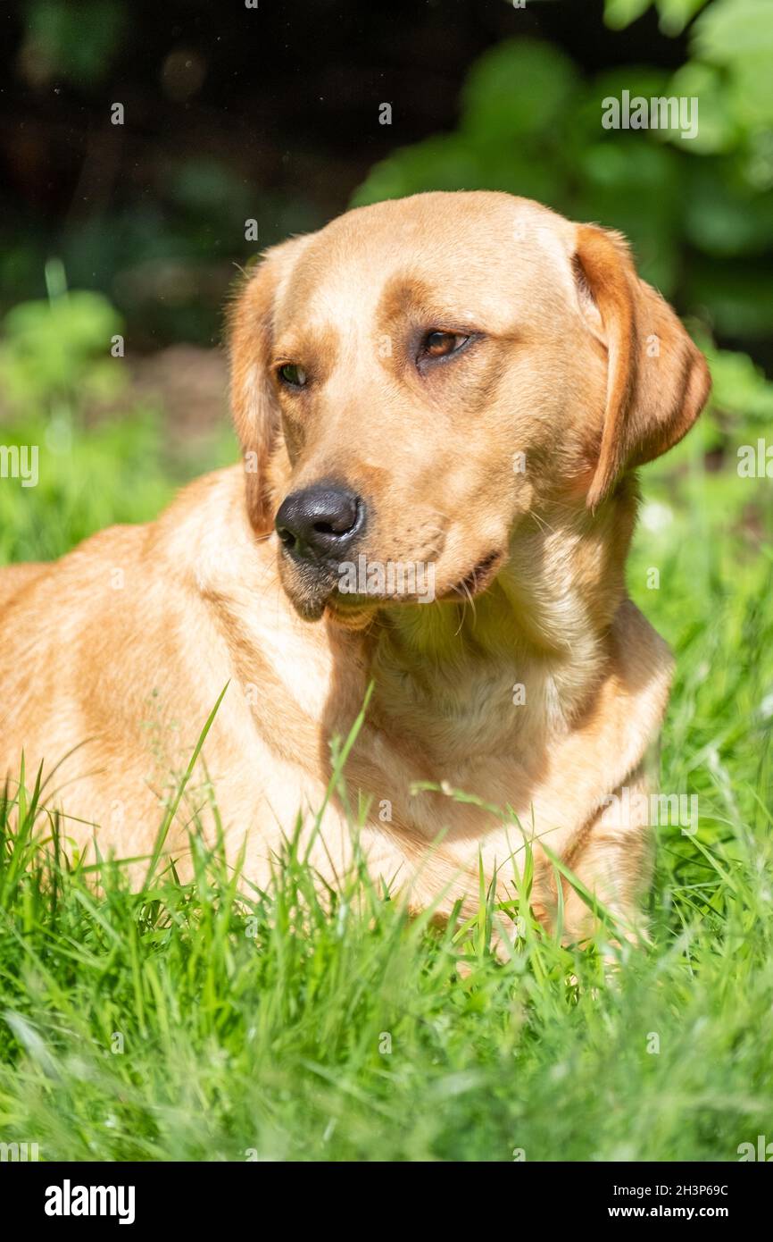 Portrait von Labrador Retriever, der etwas aus der Nähe auf dem Gesicht betrachtet. Stockfoto
