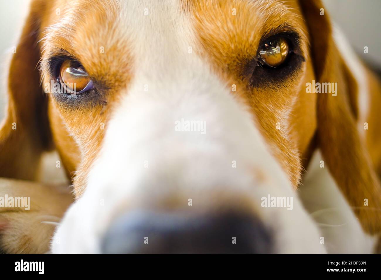 Nahaufnahme des Hundes Porträt selektiver Fokus auf die Augen Stockfoto