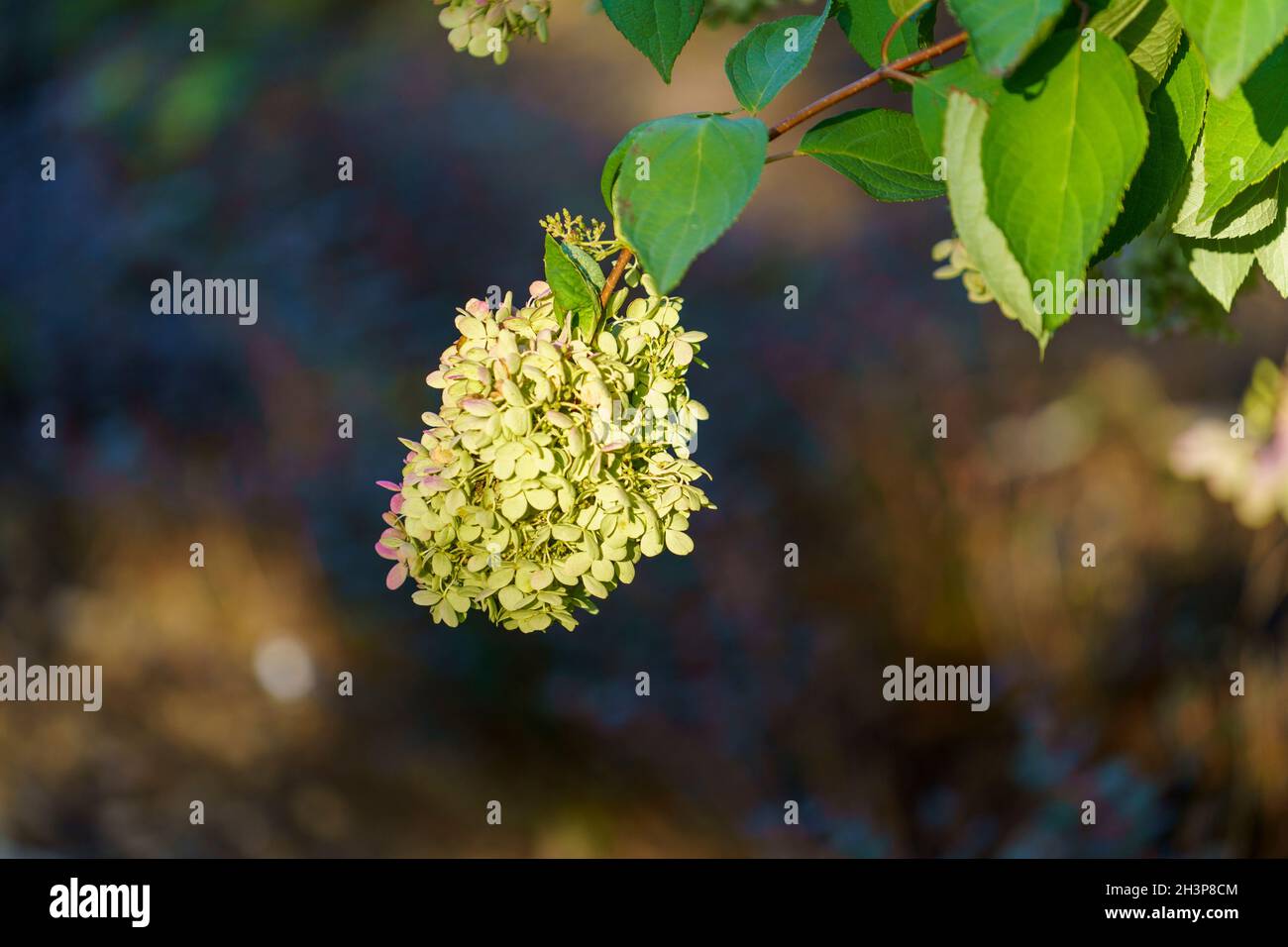 Hortensien blühen auf einem verschwommenen Hintergrund. Stockfoto
