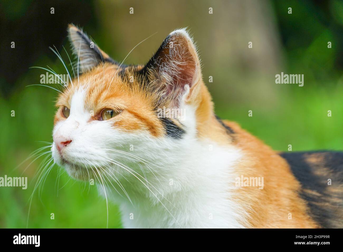 Tortoiseshell Katze in der Prärie eingebettet Stockfoto