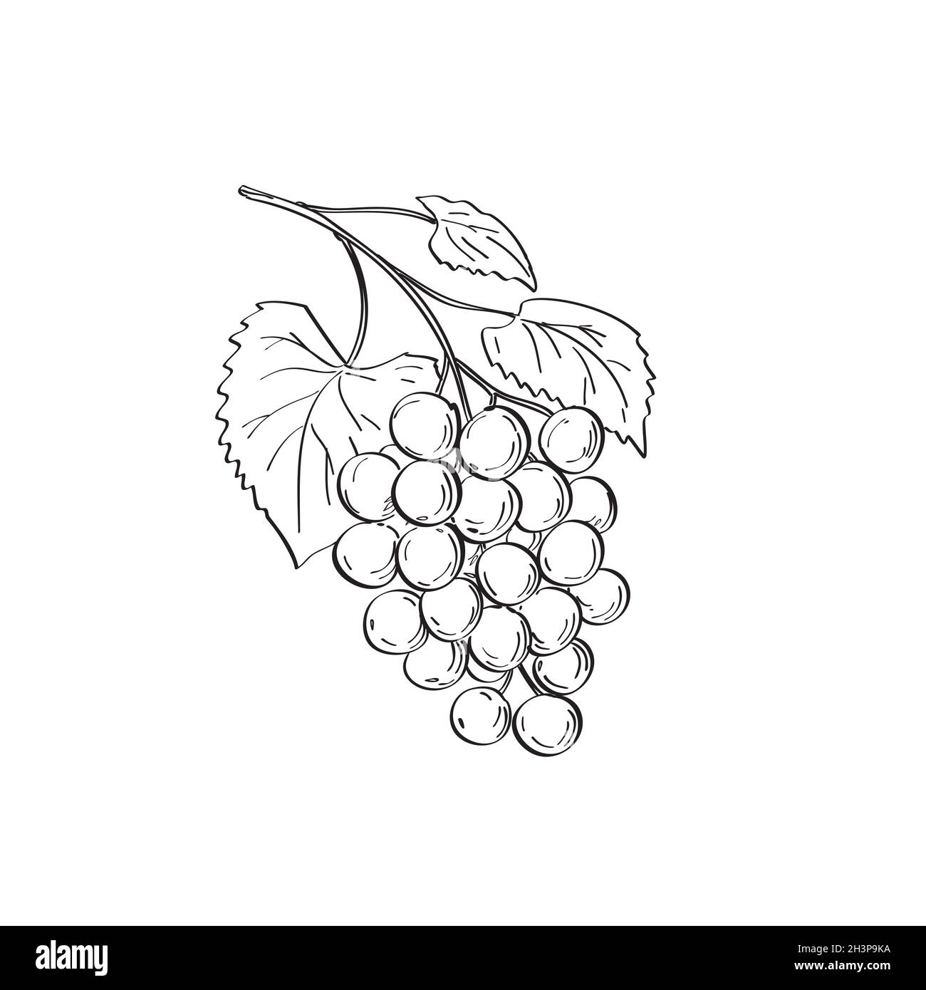 Frucht von Muscadine-Trauben oder Vitis Rotundifolia a Grapevine Species Line Art Zeichnung Schwarz und Weiß Stockfoto