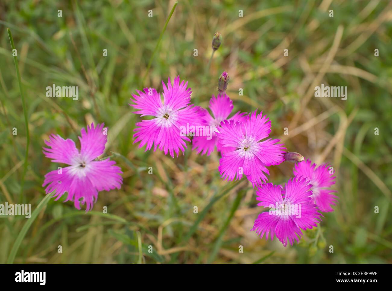 Cheddar rosa 'Dianthus gratianopolitanus' Stockfoto