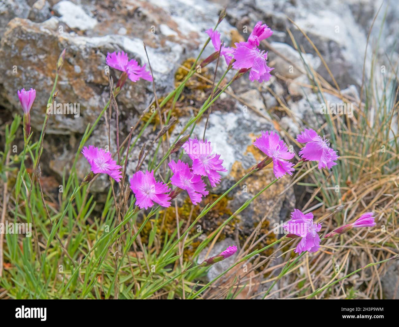 Cheddar rosa 'Dianthus gratianopolitanus' Stockfoto