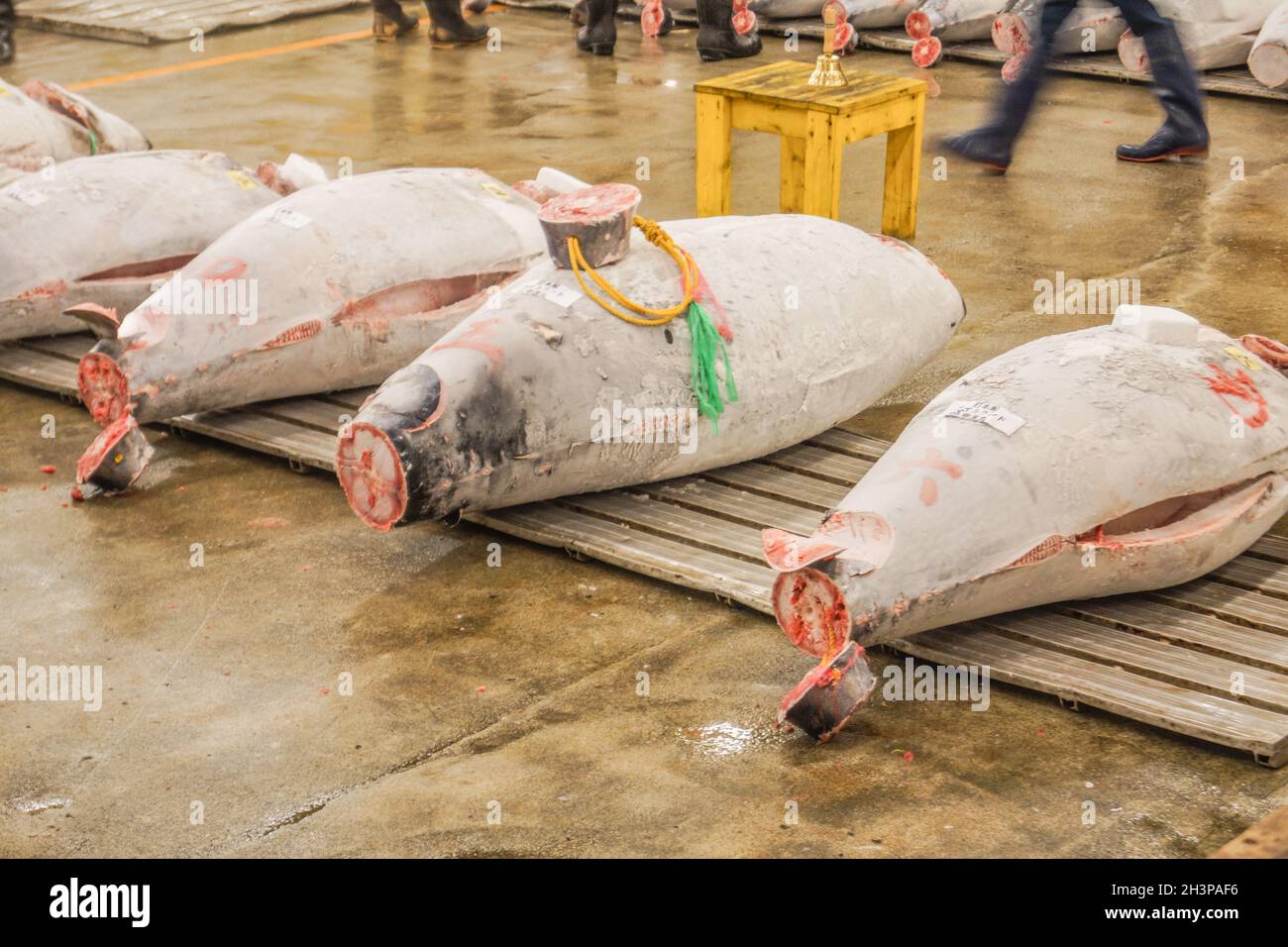 Auktion von Tsukiji Markt Thunfisch Stockfoto