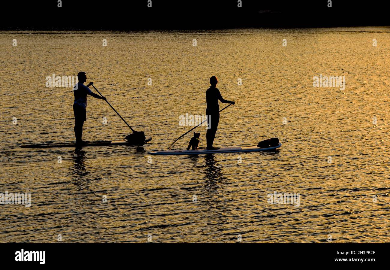 Zwei Paddelboarder und ein kleiner Hund in Silhouette bei Sonnenuntergang. Speicherplatz kopieren. Long Island, New York. Stockfoto