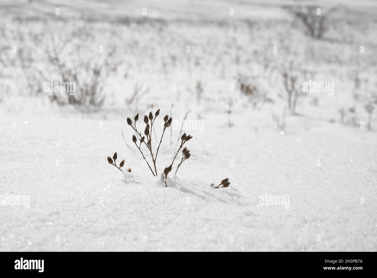 Eingeschneite Pflanze auf einer Wiese im Winter Stockfoto