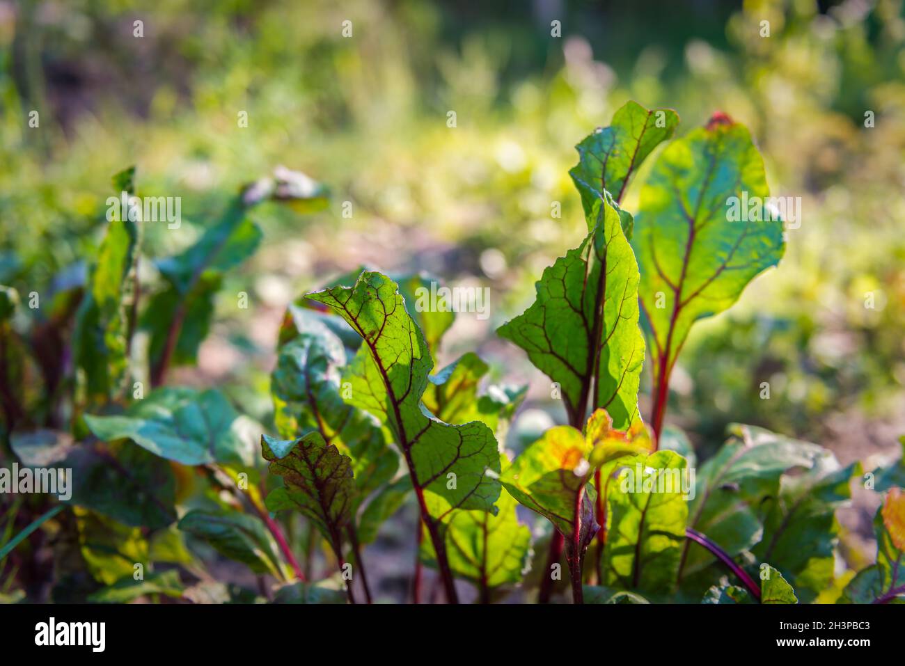 Rüben im Garten Stockfoto Rüben im Garten Stockfoto