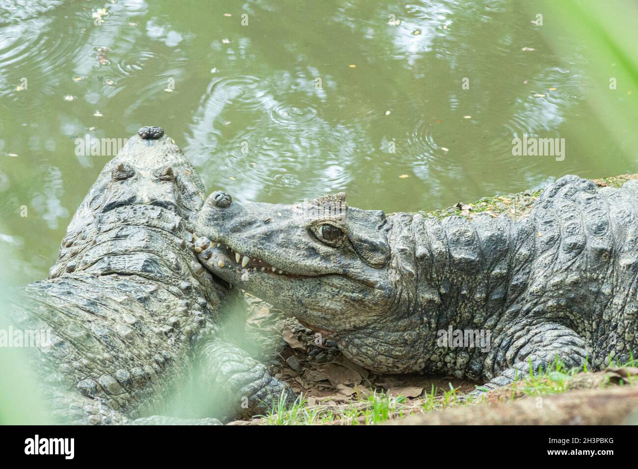Zwei Alligatoren mit gelbem Bramble, die sich am Ufer eines Sees ausruhen und sonnen. Der Alligator ist ein natürliches Raubtier an der Spitze der Nahrungskette. Stockfoto