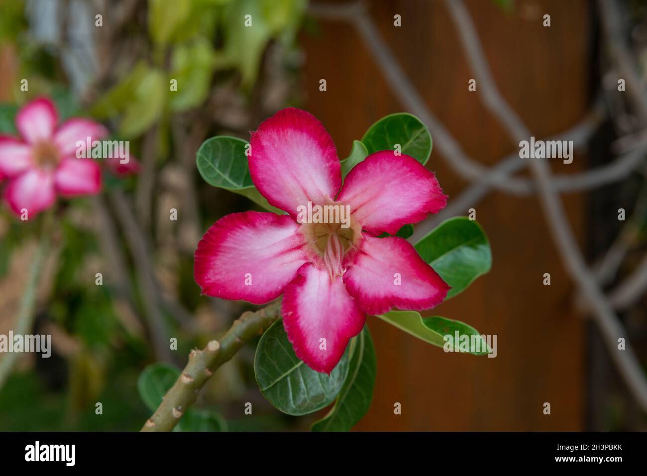 Die Nahaufnahme der Wüstenrose (Adenium obesum) ist eine wunderschöne Blume mit weißer Farbe im inneren Bereich und rosa an ihren Enden. Blume weit kultiviert und Stockfoto