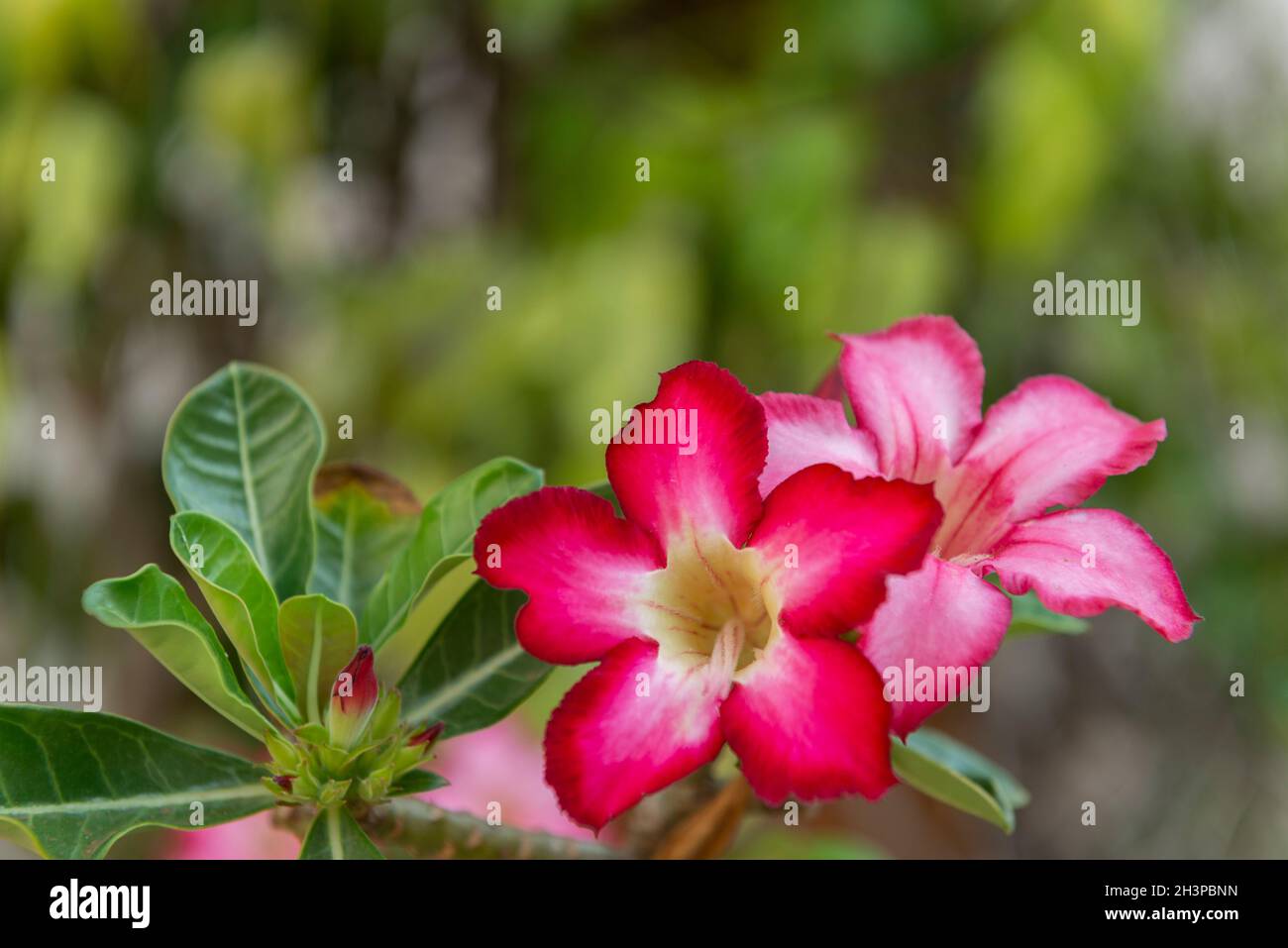 Die Nahaufnahme der Wüstenrose (Adenium obesum) ist eine wunderschöne Blume mit weißer Farbe im inneren Bereich und rosa an ihren Enden. Blume weit kultiviert und Stockfoto
