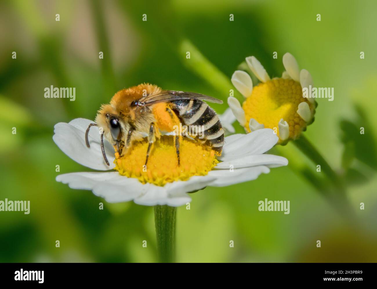 Gipsbienen „Colletes spec.“ Stockfoto