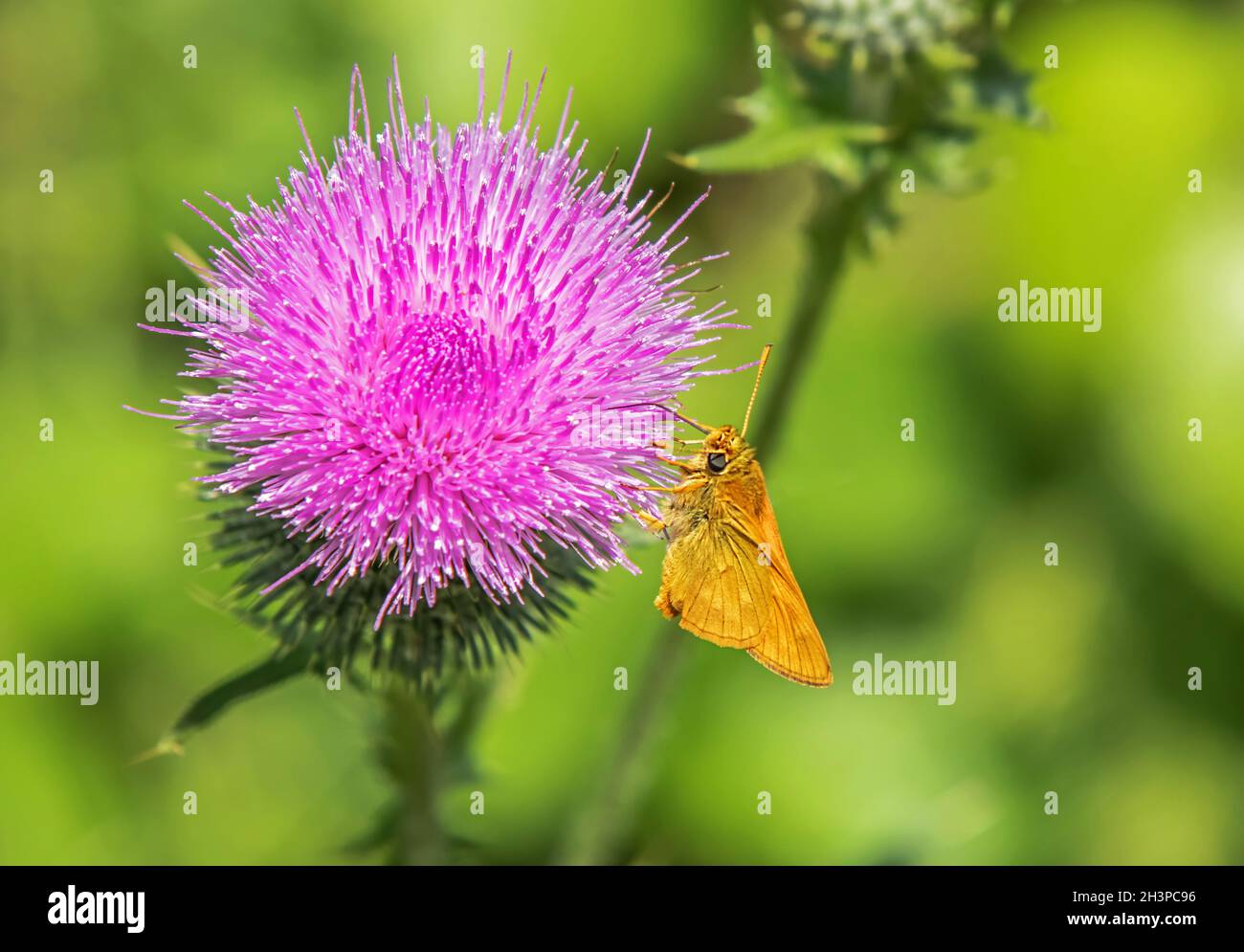 Kleiner scherenschnabel „Thymelicus sylvestris“ Stockfoto