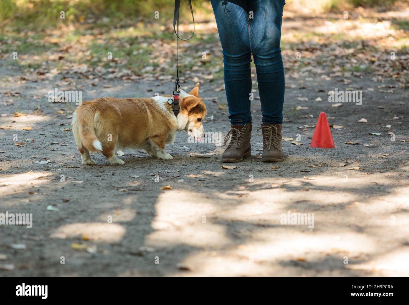 Corgi Welpenportrait im Park. Witziger, niedlicher Hund beim Gehen, beim Training. Der Besitzer lehrt einen Hund, Befehle zu machen, wie sitzen, bleiben, Stockfoto