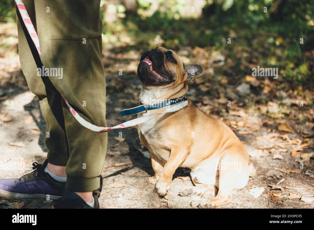 Französisches Bulldoggen-Welpenportrait im Park. Lustige, niedliche lächelnde Bulldogge beim Gehen, Training. Der Besitzer lehrt einen Hund, Befehle zu machen, wie sitzen, bleiben, Stockfoto