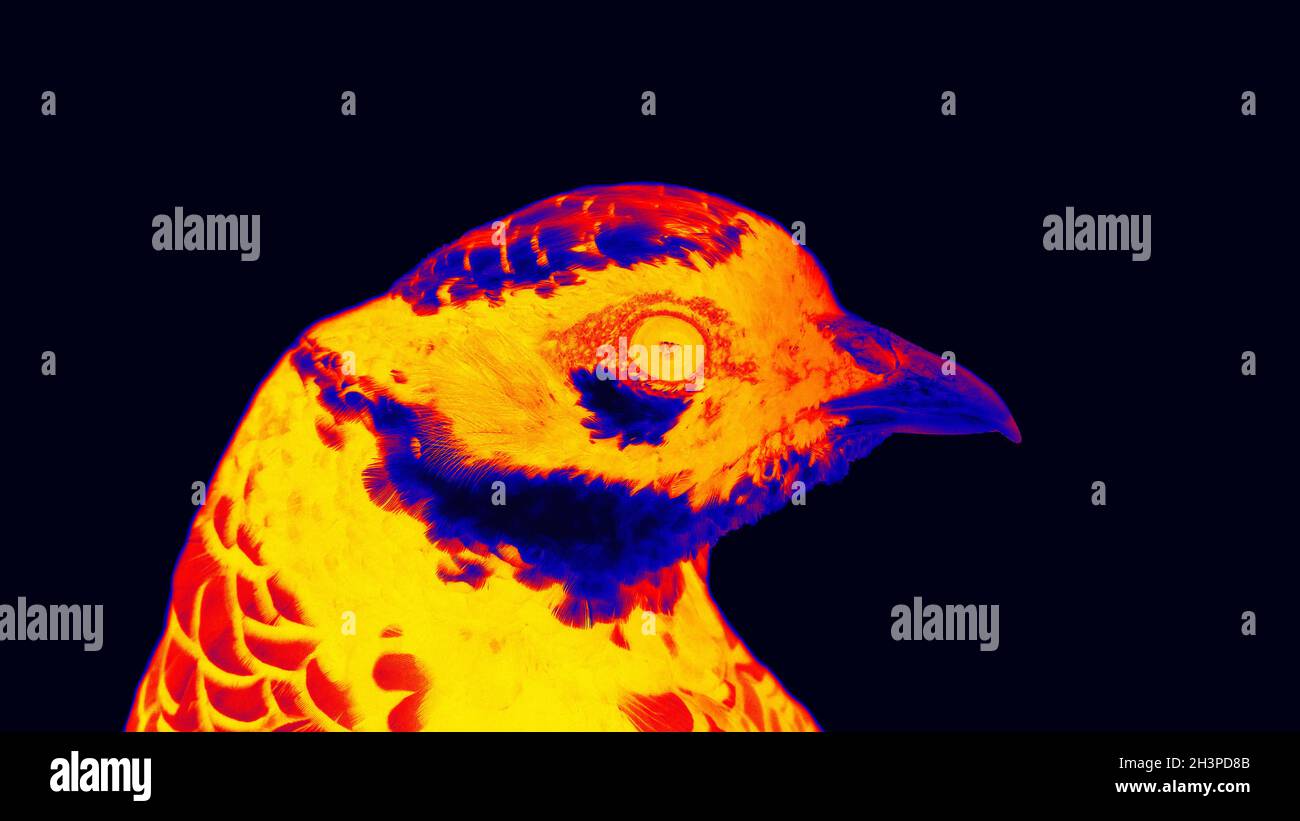 Reeve's Pheasant (Syrmaticus reevesii, männlich) in einer wissenschaftlichen High-Tech-Wärmebildkamera Stockfoto