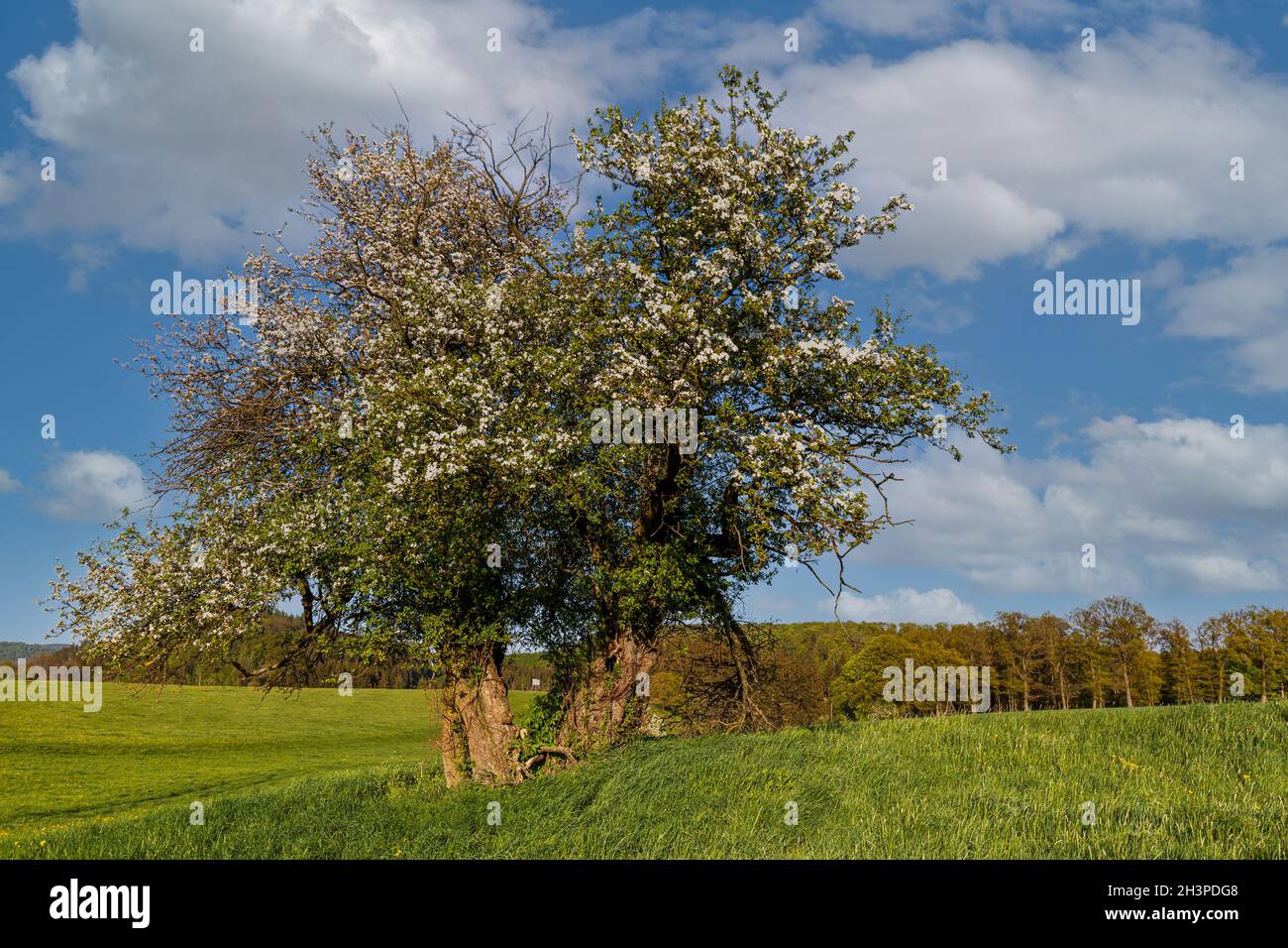 Alter knarriger Apfelbaum Stockfoto