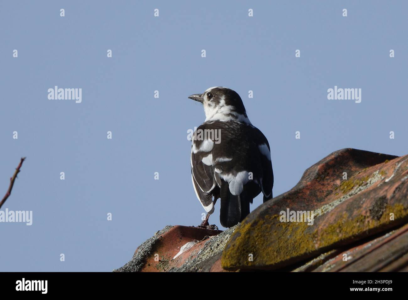 Turdus merula, Blackbird, Leucism Stockfoto