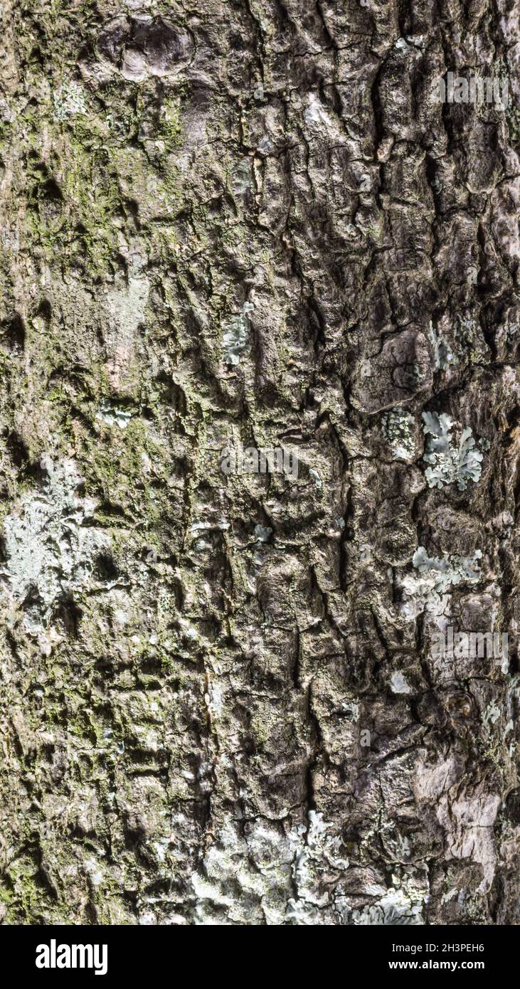 Nahtlose äußere Schicht von Baumrinde mit Moos Textur Hintergrund, Nahaufnahme von natürlichen Tapeten, abstrakt oder Hintergrund für die Gestaltung Stockfoto
