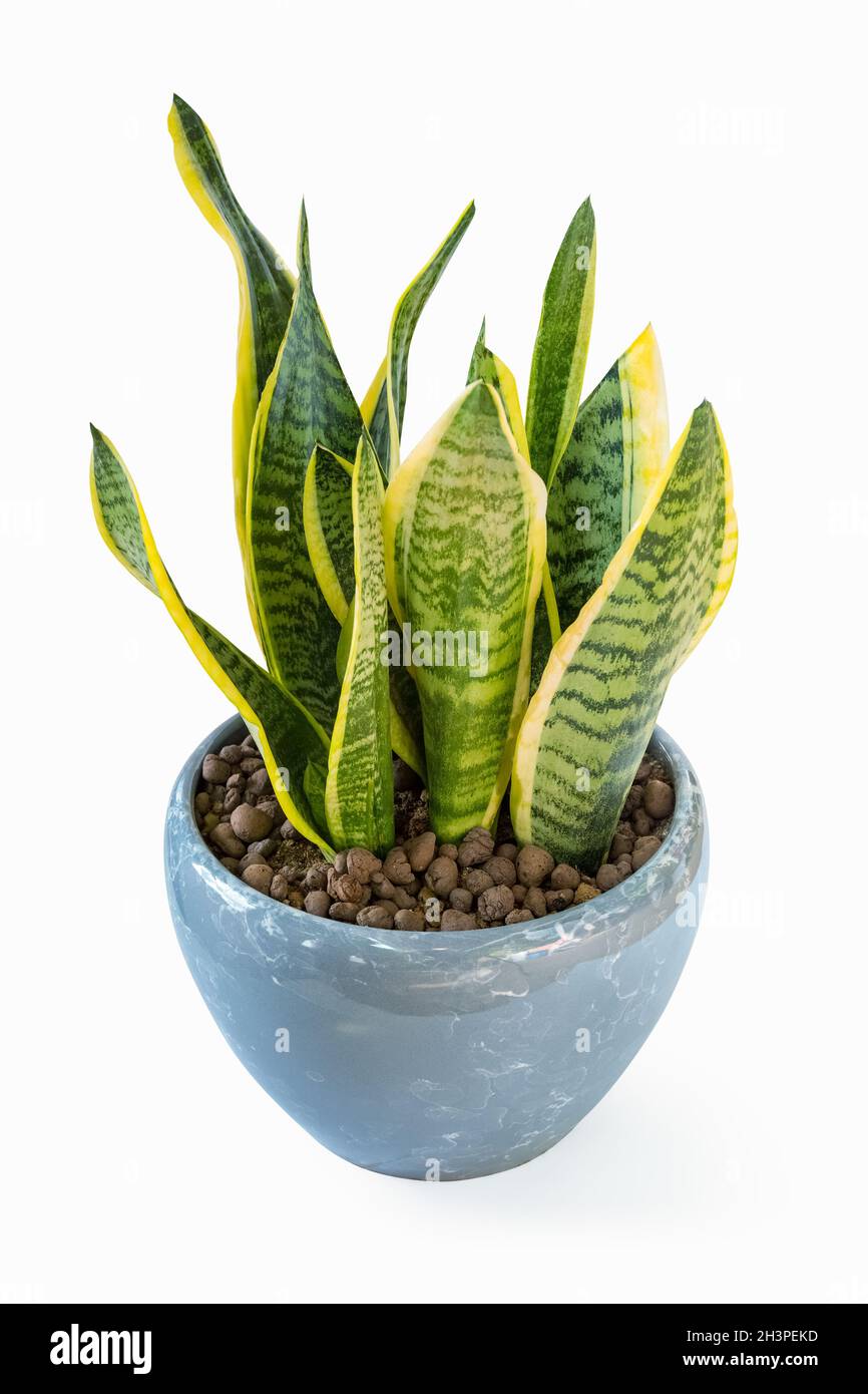Schlangenpflanze isoliert Stockfoto