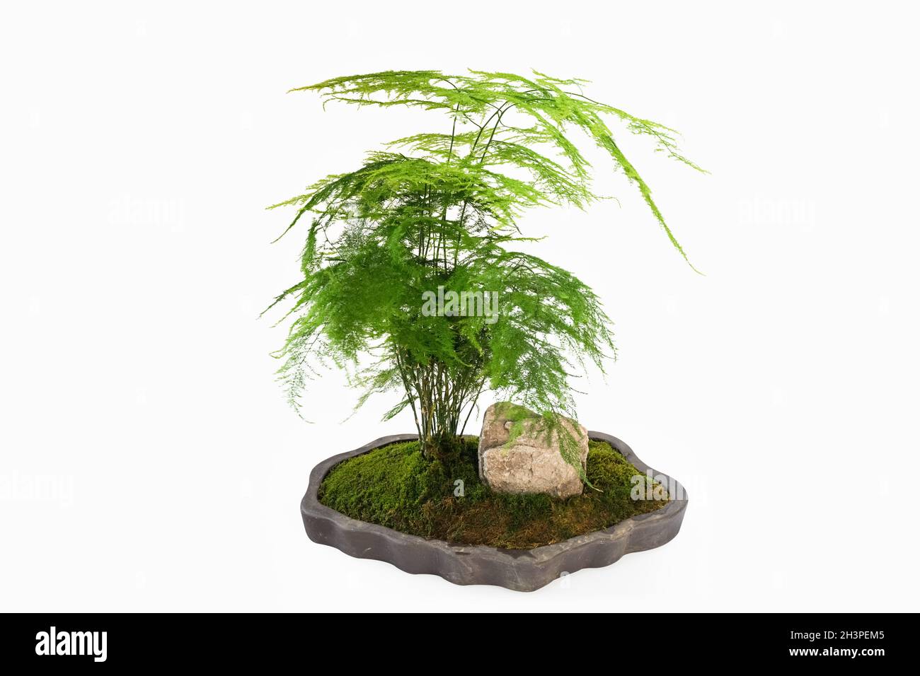 large artificial bonsai 10 Cedar Bonsai Artificial Tree in Decorative Planter  Rustics for Less
