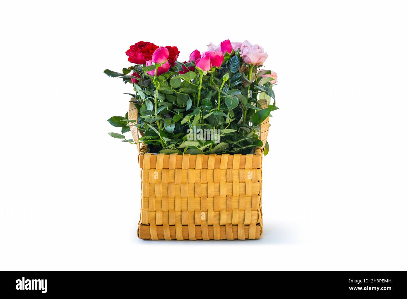 Bunte chinesische Rose im Blumenkorb Stockfoto