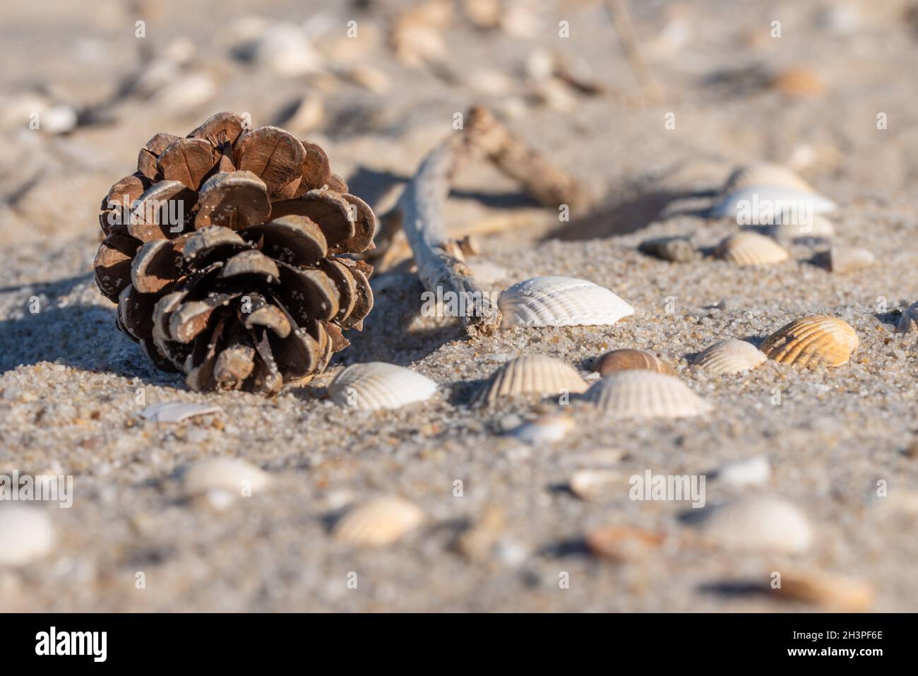 Venusmuscheln Stockfoto