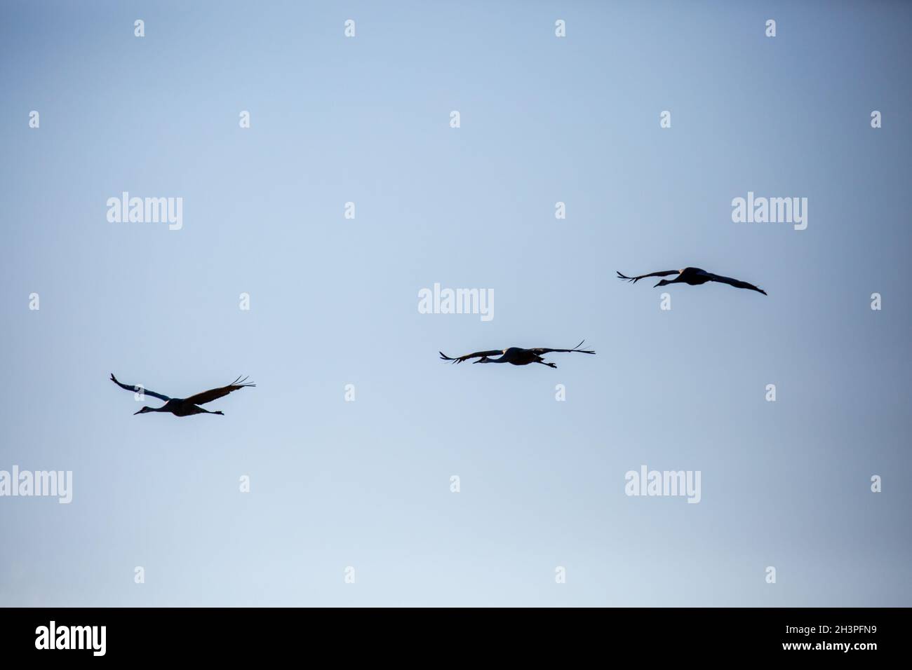 Drei Sandhill Crane (Grus canadensis) fliegen in einem Wisconsin blauen Himmel, horizontal Stockfoto
