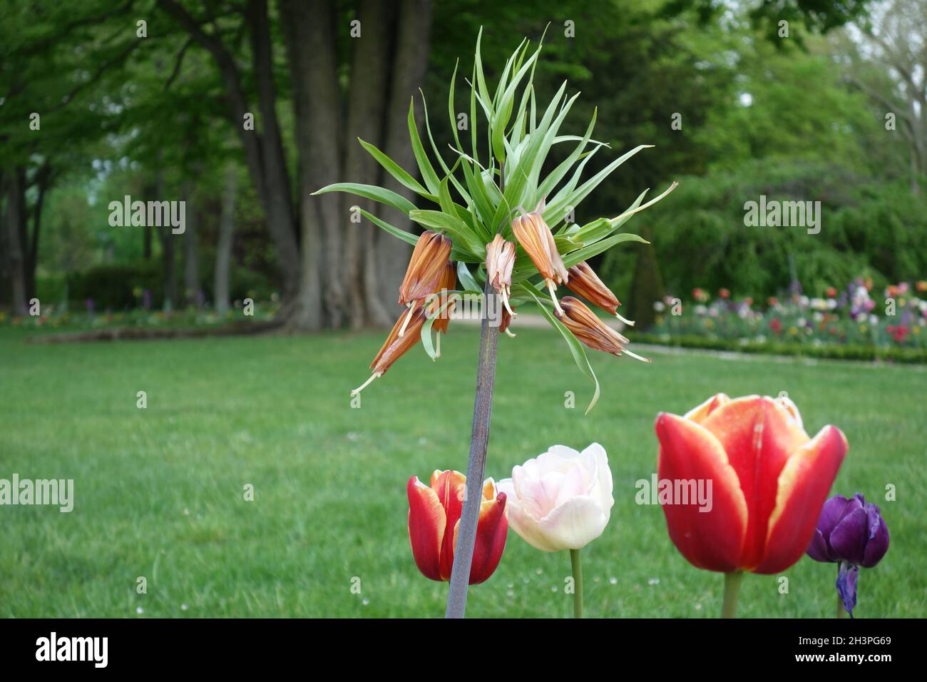 Kaiserliche Krone und Tulpen Stockfoto