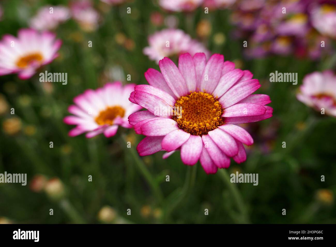 Gänseblümchen Stockfoto