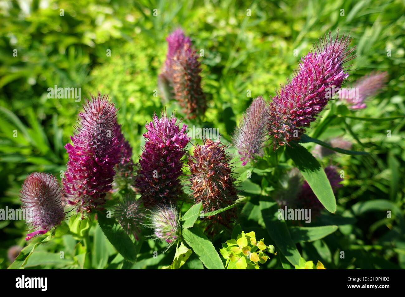 Crimson clover Stockfoto