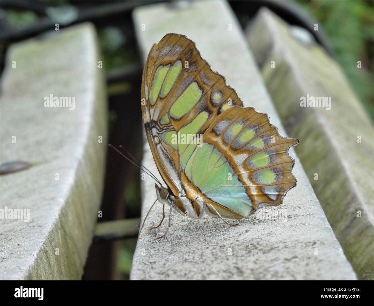 Schöner Schmetterling auf einer Parkbank als Nahaufnahme Stockfoto