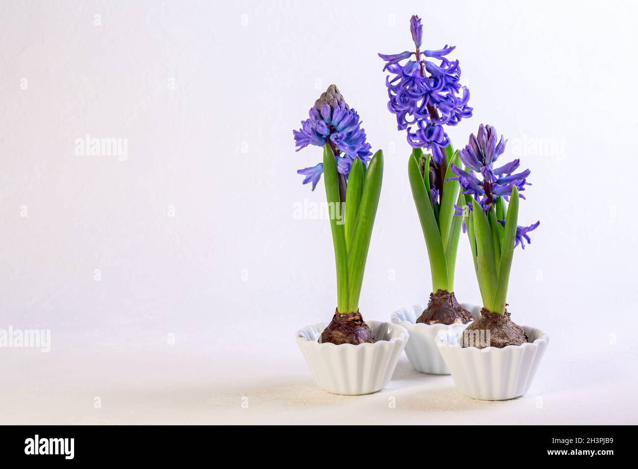 Blaue Hyazinthen in weißen Keramikschalen. Stockfoto