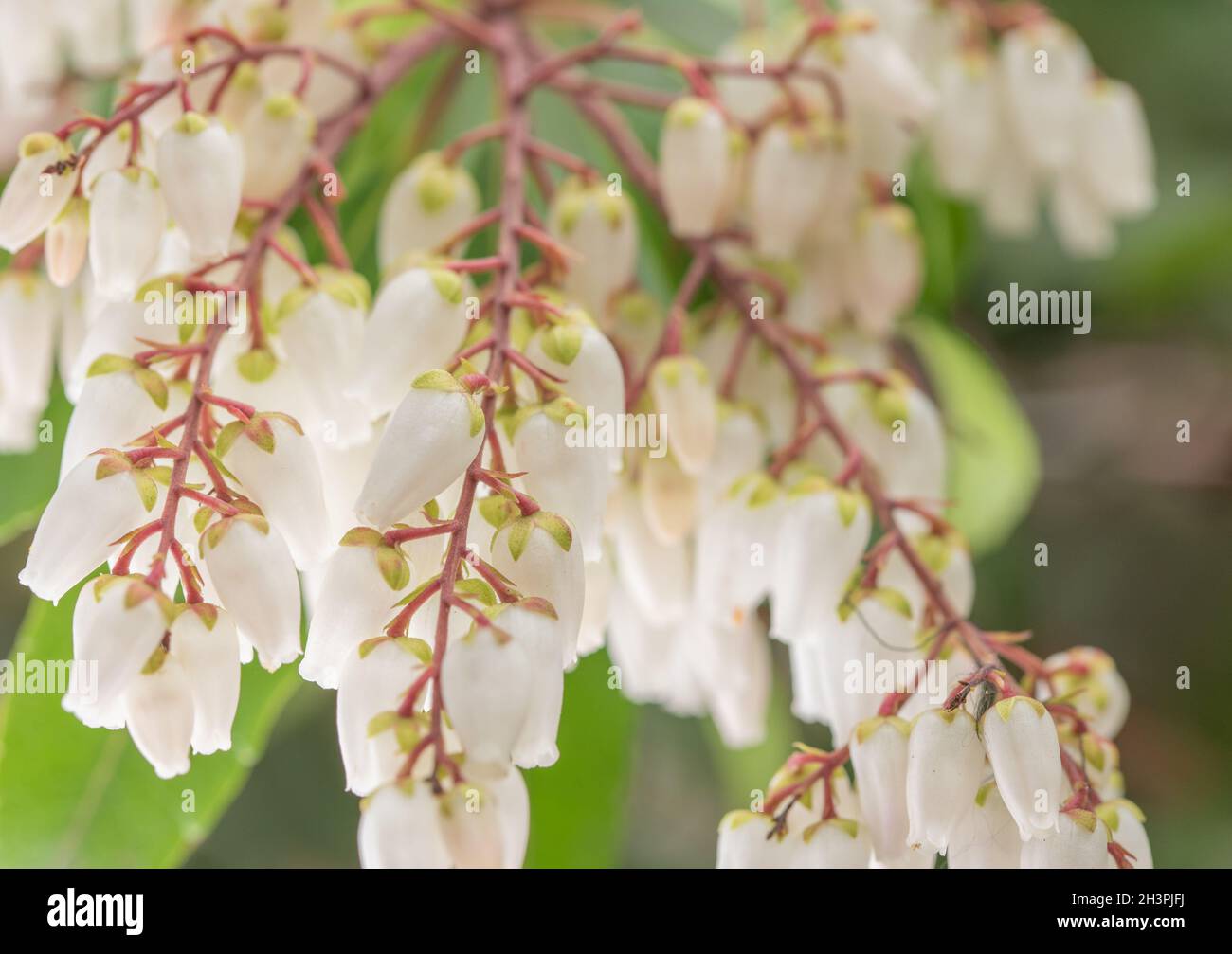 Japanese Cherry blossom Stockfoto