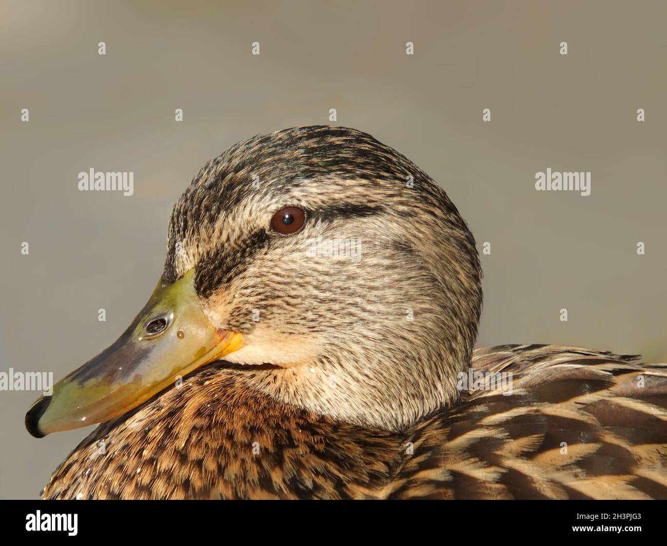 Nahaufnahme des Kopfes einer weiblichen Mallard Duck Stockfoto