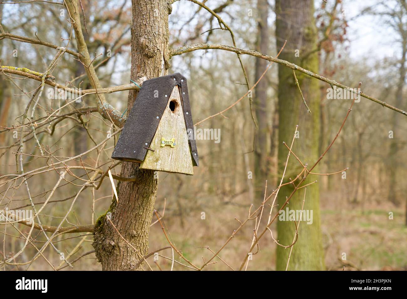 Nistkasten mit der Nummer 877 im Biederitzer Busch, einem Waldgebiet bei Magdeburg in Deutschland Stockfoto