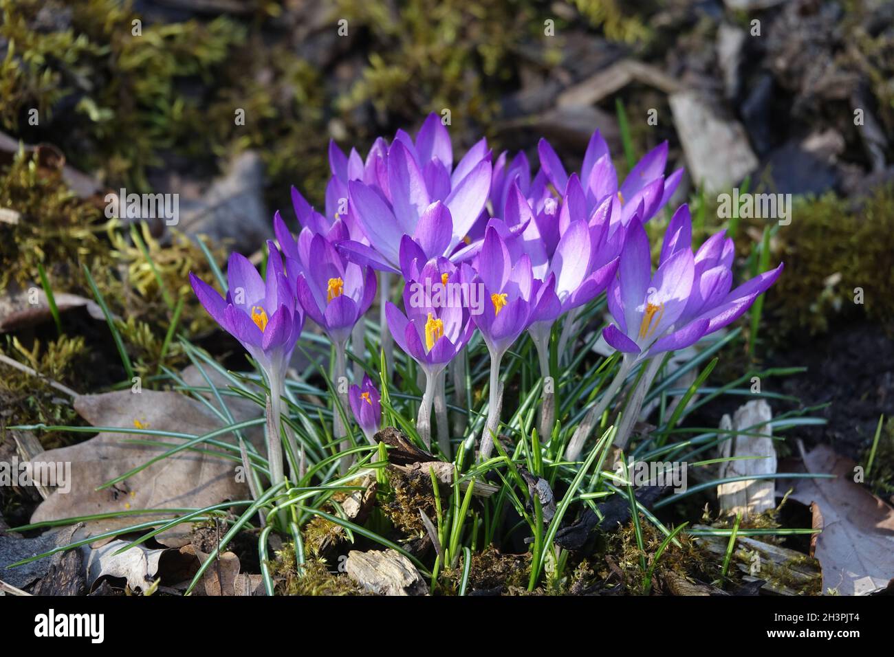 Crocus vernus, Frühlingskrokus Stockfoto