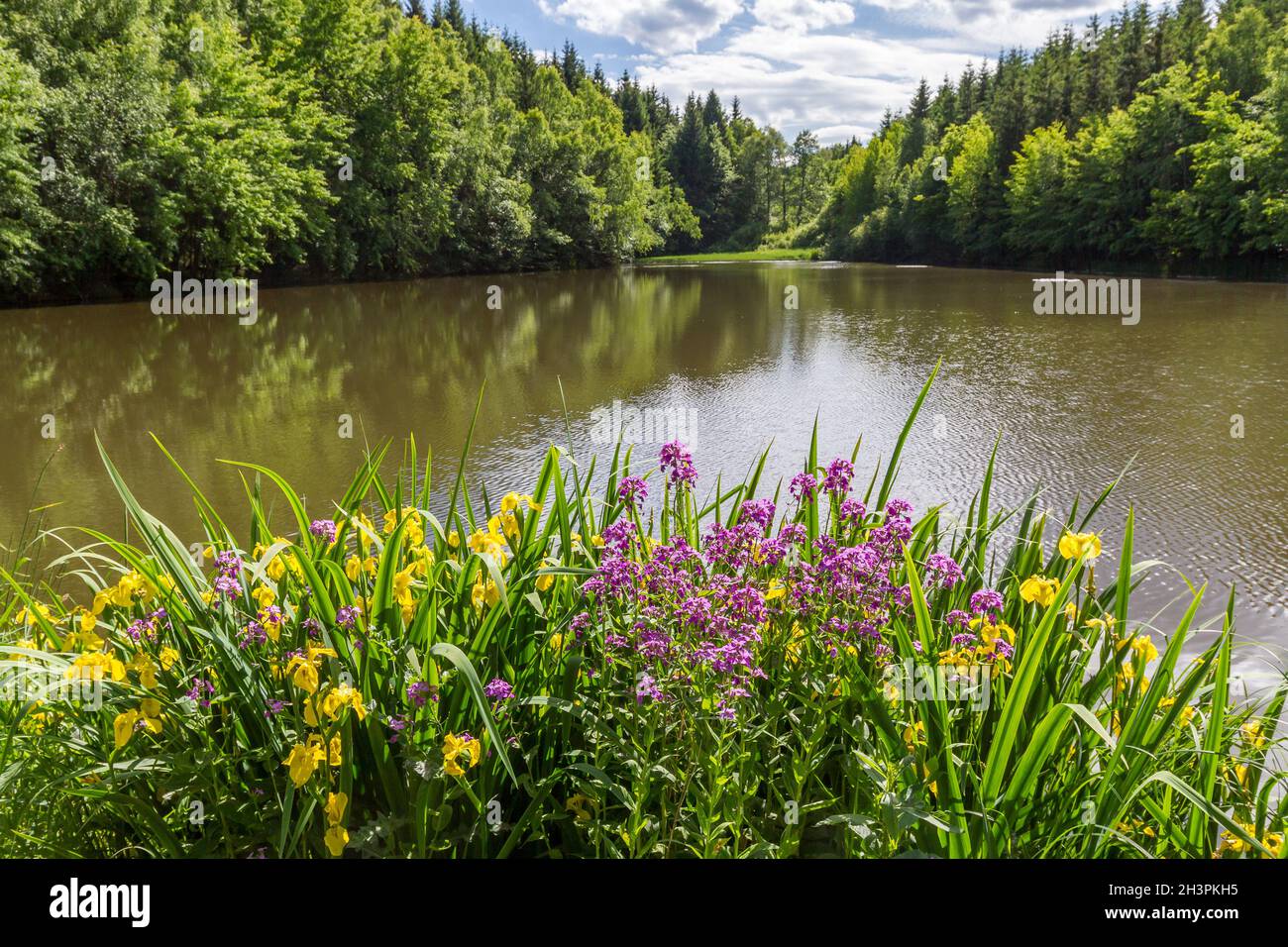 Fernwanderweg Selketalstieg im Harz Ellernteich bei GÃ¼ntersberge Stockfoto