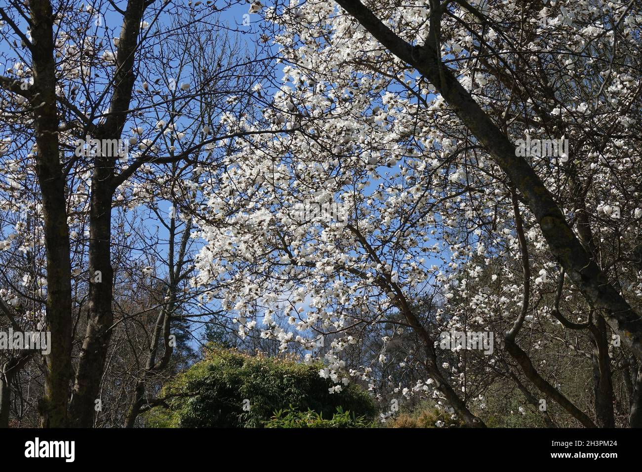 Magnolia salicifolia, Weidenwulstmagnolie Stockfoto