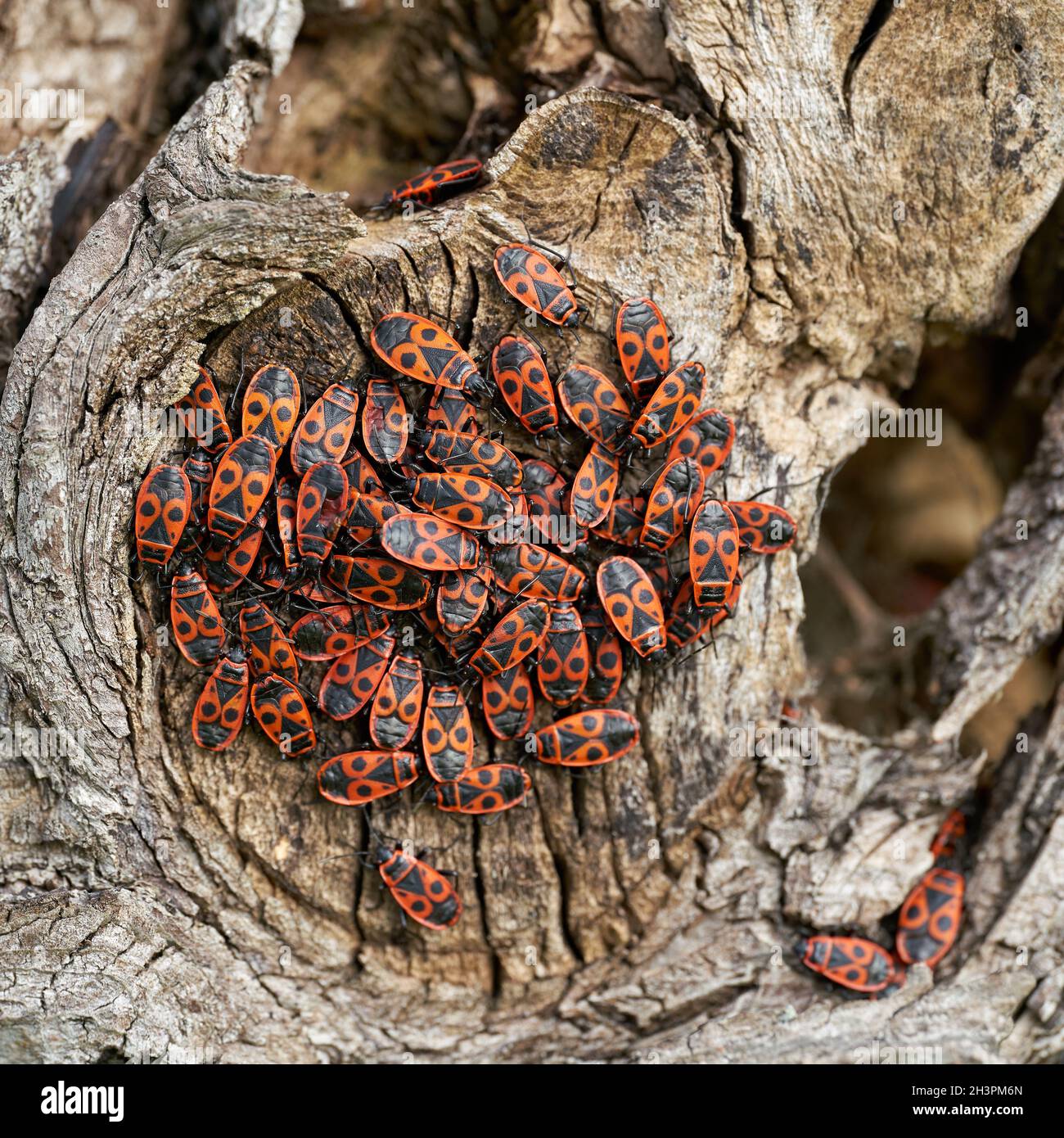 Ansammlung von Feuerwanzen (Pyrrhocoris apterus) Auf dem Stamm einer Linde Stockfoto
