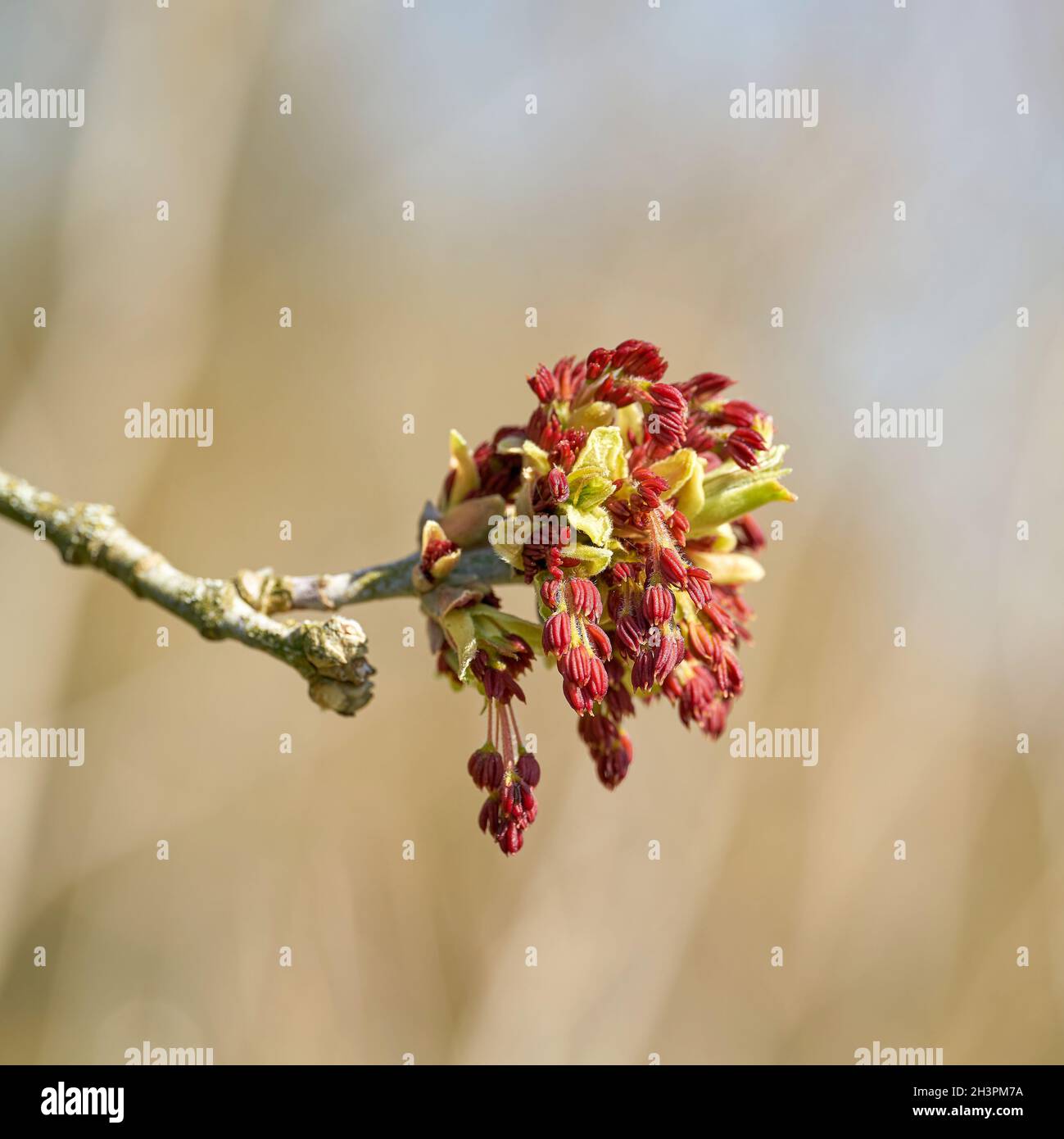 Männliche Blüten eines Ahornhorns (Acer negundo) Im Frühling in einem Park in Magdeburg Stockfoto
