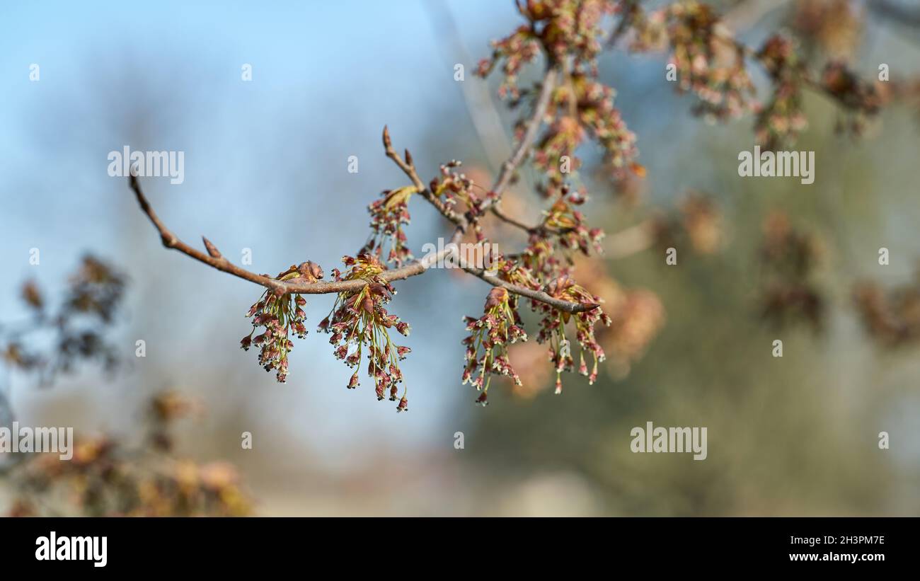 Blüte einer flatternden Ulme (Ulmus laevis) im Herrenkrugpark bei Magdeburg im Frühling Stockfoto
