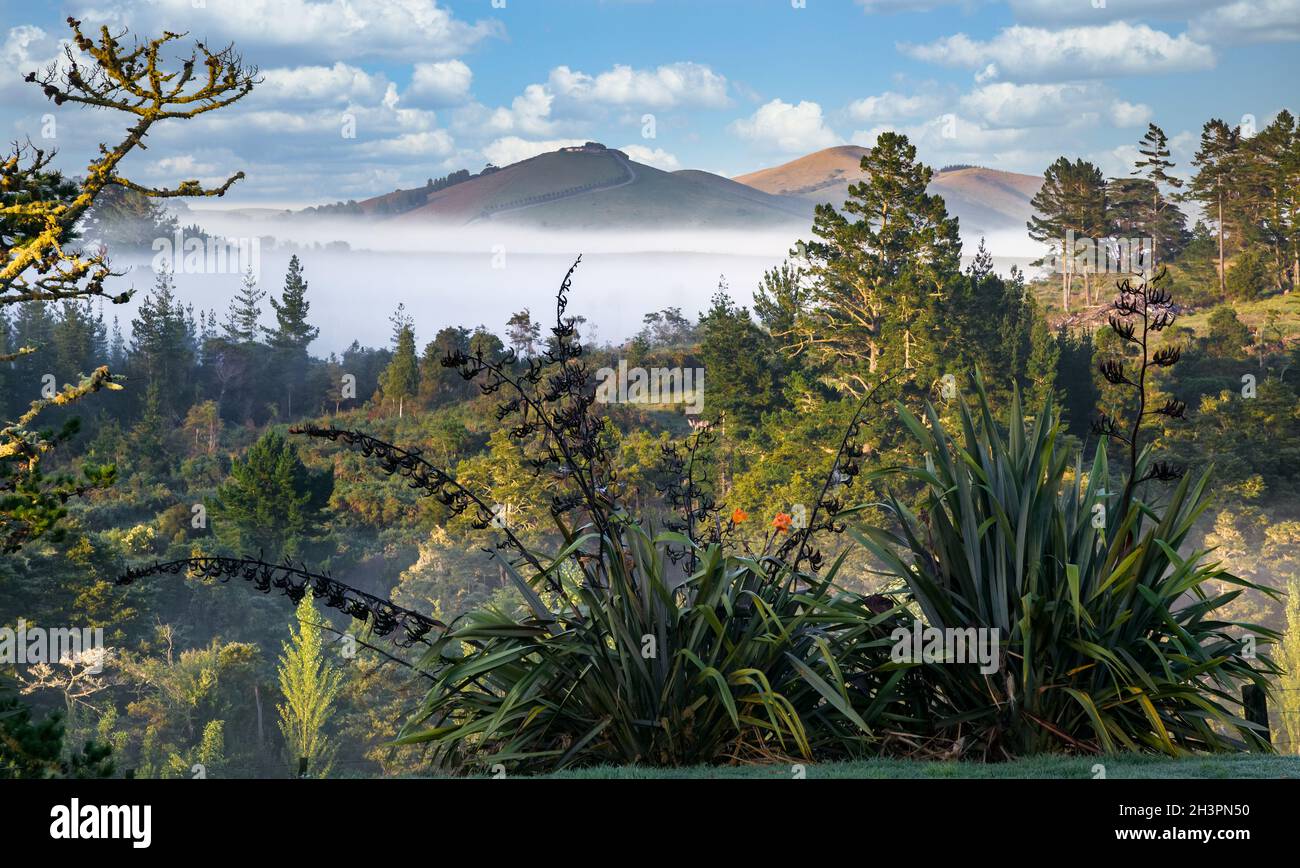 Landschaftlich schöner Blick auf die üppige und grüne Landschaft von Matakohe Stockfoto