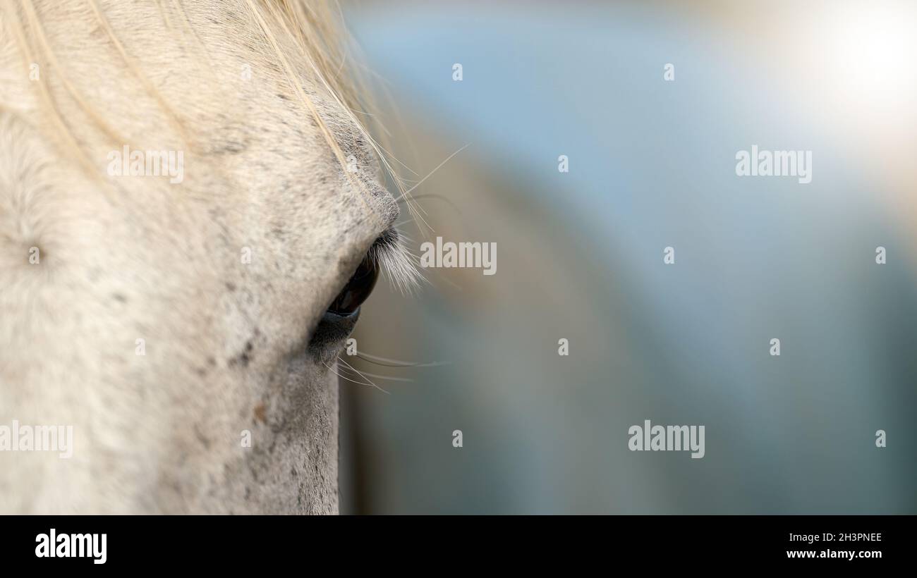Nahaufnahme des Pferdehauges auf dem Bauernhof mit Text frei Platz Stockfoto