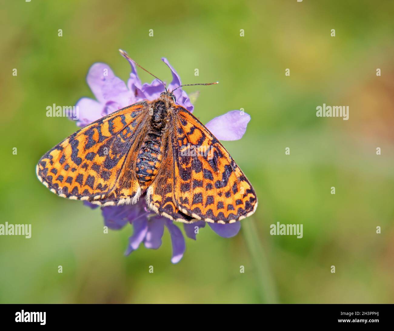 Gefleckter Fritillär „Melitaea didyma“ Stockfoto