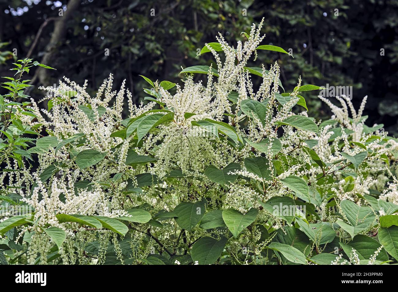 Japanischer Knokenkraut ( Fallopia japonica ). Stockfoto