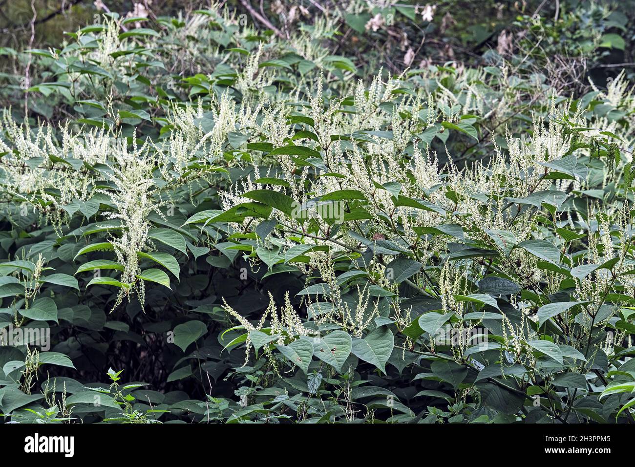 Japanischer Knokenkraut ( Fallopia japonica ). Stockfoto