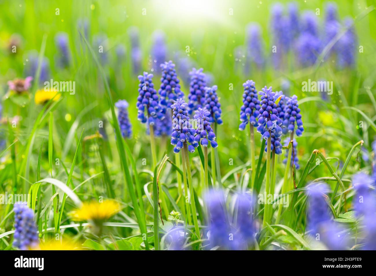 Blaue Muscari blüht im frühen Frühjahr. Stockfoto